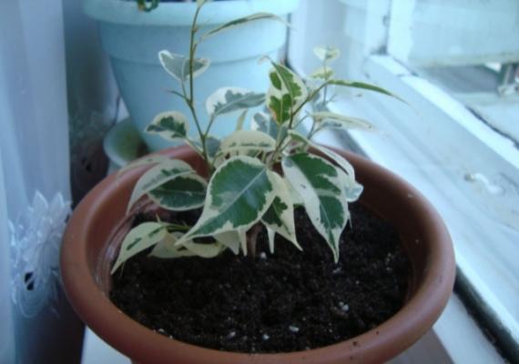 Как растет комнатное растение березка, и почему сохнут листья (фото растения)?